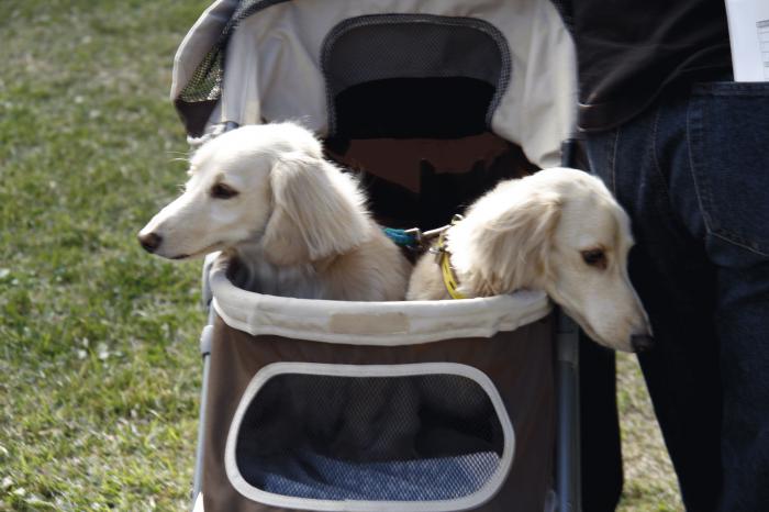 新しいイメージ 犬.JPG